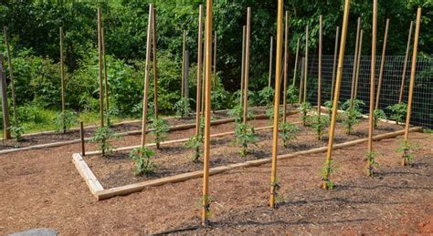 How to Build Strong Tomato Stakes .